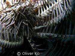 shrimp perfectly camouflaged in a feather star by Oliver Ko 